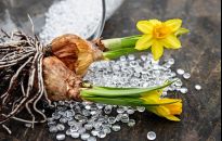 Cebulki kwiatów mogą przezimować w domu