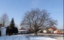 Głosujmy na Lipę św. Nepomucena. Walczy o tytuł Europejskiego Drzewa Roku 2021