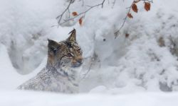 W okolicy Jarosławia pojawił się ryś
