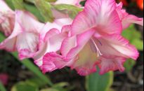 Cebule mieczyków kuszą w sklepach. Kupować?