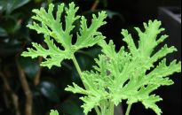 Anginka na paparapecie - geranium na katar i komary