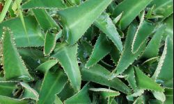 Żyworódka pierzasta leczy zgagę i inne dolegliwości