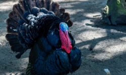 Ognisko ptasiej grypy 40 kilometrów od Rzeszowa