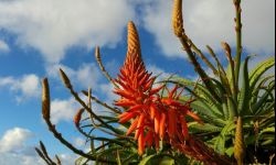 Aloes drzewiasty - udekoruje mieszkanie, przyda się na zdrowie