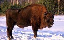 Co raz więcej żubrów w Bieszczadach