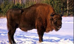 Co raz więcej żubrów w Bieszczadach