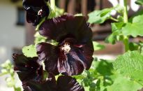 Peeling z kwiatów czarnej malwy. Innowacyjny kosmetyk rzeszowskich naukowców