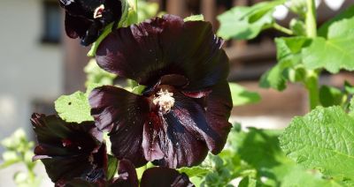 Peeling z kwiatów czarnej malwy. Innowacyjny kosmetyk rzeszowskich naukowców