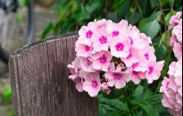 Floks szydlasty - urokliwy mieszkaniec ogródka