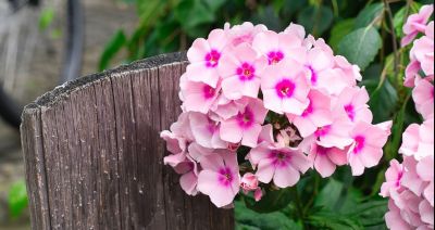 Floks szydlasty - urokliwy mieszkaniec ogródka