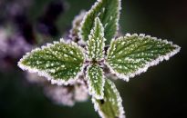 IMGW ostrzega przed przymrozkami na przeważającym obszarze kraju