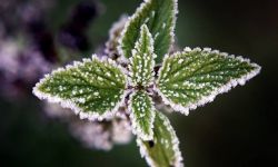 IMGW ostrzega przed przymrozkami na przeważającym obszarze kraju