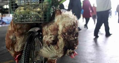 Chiny: pierwsze na świecie zakażenie człowieka ptasią grypą H10N3