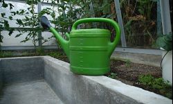 W słońcu rośliny mniej chorują