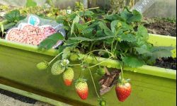 Jakie truskawki posadzić na balkonie, w doniczce