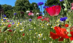 Kwitną rzeszowskie łąki nad Wisłokiem