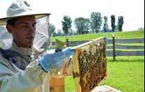 30 litrów miodu z pierwszej w Rzeszowie miejskiej pasieki