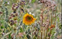 Jak podlewać rośliny podczas upału