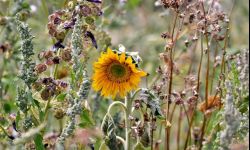 Jak podlewać rośliny podczas upału