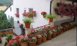 Jak zadbać o kwitnące rośliny 