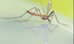 Sposoby na komary - lawenda, melisa i inne sekrety