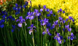 Jak pielęgnować kosaćce?