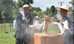 Miejskie miodobranie. 12 pszczelich rodzin nad Wisłokiem