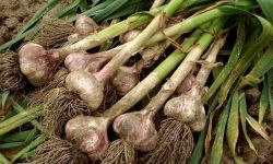 Czas na czosnek ozimy