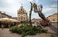 Akacja z Rynku wycięta. Będzie nowe drzewo