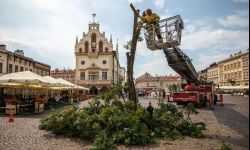 Akacja z Rynku wycięta. Będzie nowe drzewo
