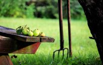 Połowa lata w domowym warzywniaku. Co na poplon?