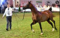 Blisko 1,6 mln euro za konie na aukcji Pride of Poland