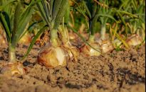 Cebulę wykopujemy w sierpniu