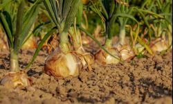 Cebulę wykopujemy w sierpniu