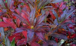 Kiedy przesadzić rośliny zimozielone