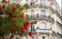 Wyjątkowe strojne drzewa i krzewy ozdobne