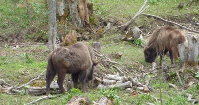 Zobacz zagrodę dla żubrów w Mucznem 