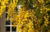 Wrażliwa na dotyk mimoza ozdabia ogrody