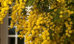 Wrażliwa na dotyk mimoza ozdabia ogrody