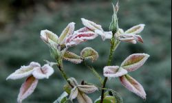 Jesienne liście użyźnią glebę