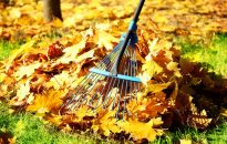 W Rzeszowie zgrabione liście można oddawać ze śmieciami