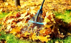 W Rzeszowie zgrabione liście można oddawać ze śmieciami