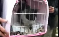 Farciarz. Udało się uratować kotka z rury ciepłowniczej w Rzeszowie