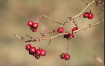 Owoce dzikich krzewów na herbaty i nalewki