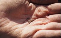 Czosnek ozimy sadzimy do połowy listopada. Co jeszcze?