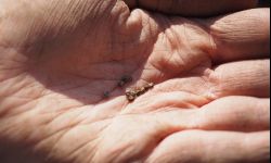 Czosnek ozimy sadzimy do połowy listopada. Co jeszcze?