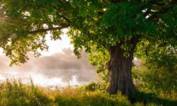 Dęby, lipy i brzozy. 166 nowych drzew zasadzonych w Rzeszowie