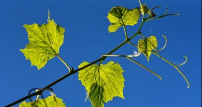 ABC rozmnażania winorośli