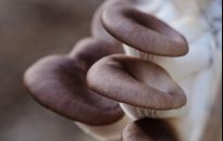 Jak uprawiać boczniaki