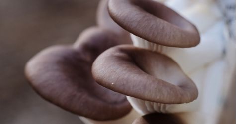 Jak uprawiać boczniaki